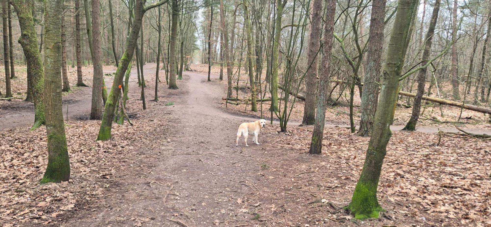 Het Veluwse Boshuisje Knus Chalet Met Omheinde Tuin Op De Veluwe Hoenderloo Zewnętrze zdjęcie